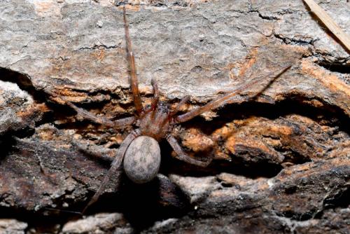 Tegenaria domestica